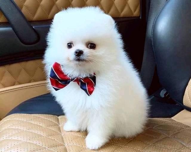 Volpino della pomerania spitz tedesco nano