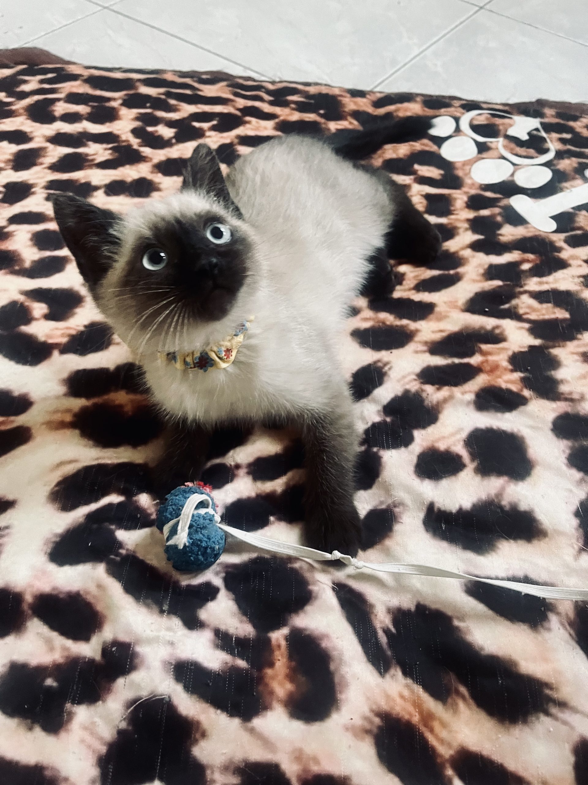 Bellissimi cuccioli di siamese thai