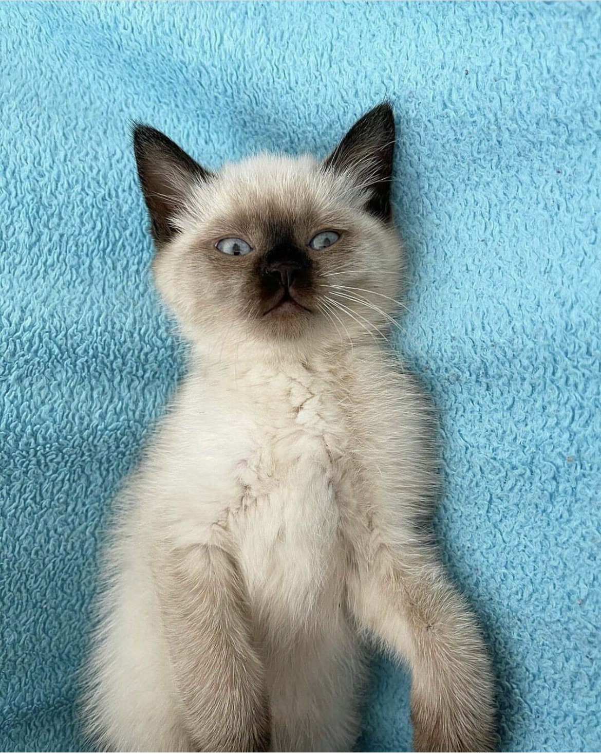 Bellissimi cuccioli di siamese thai