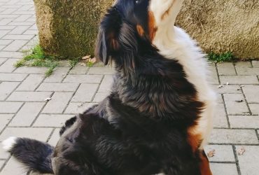 Cuccioli di BOVARO DEL BERNESE con Pedigree
