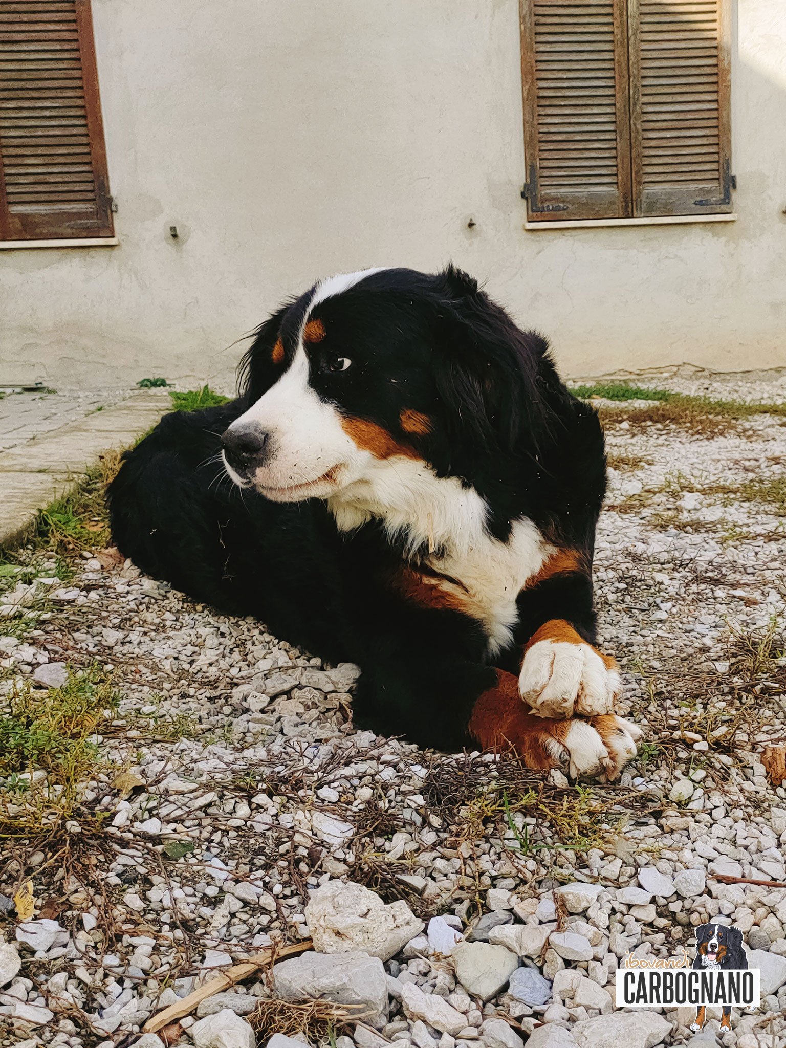 Cuccioli di BOVARO DEL BERNESE con Pedigree