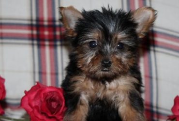 Perfetto Yorkie maschio e femmina