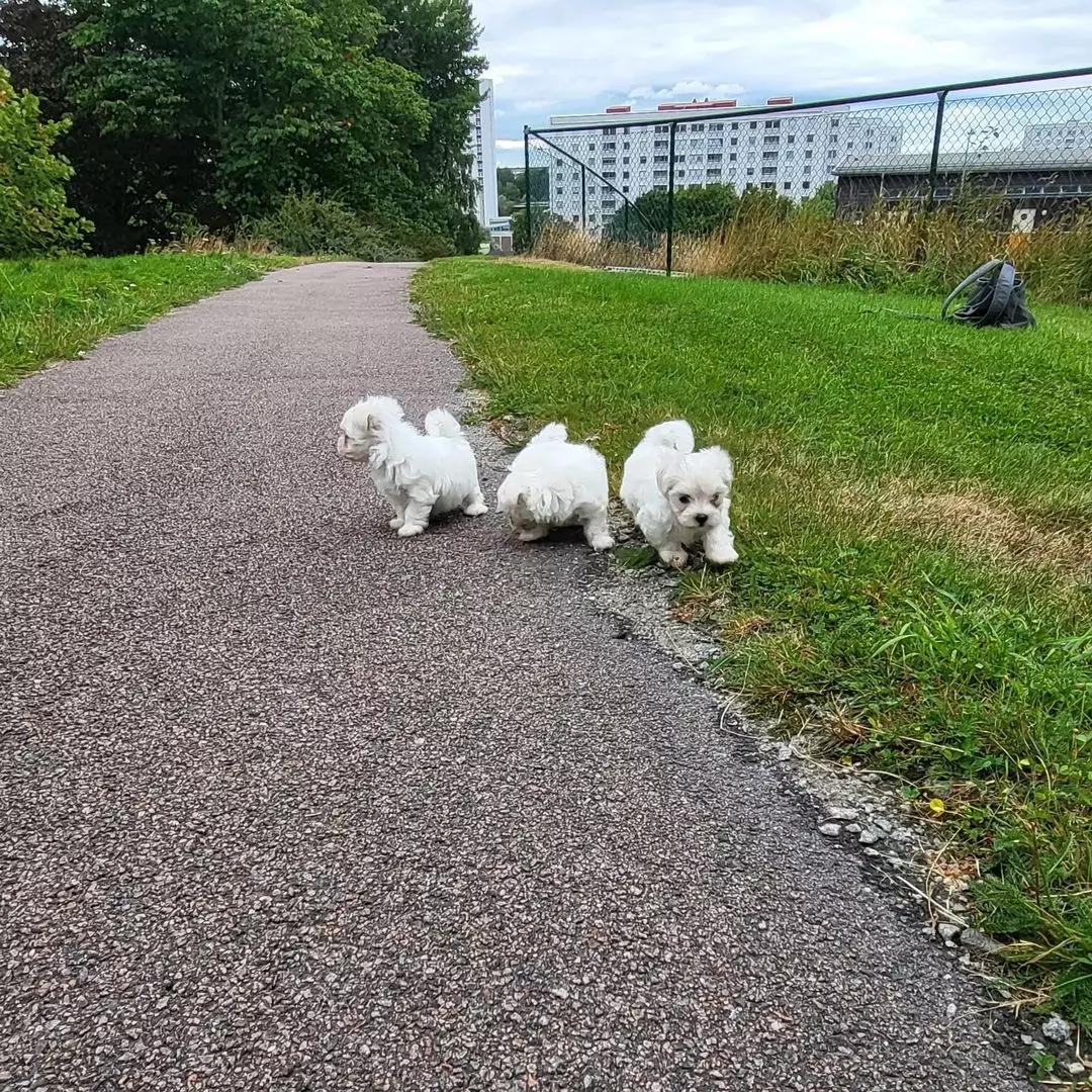 Mini cuccioli di maltese pronti per l'adozione.