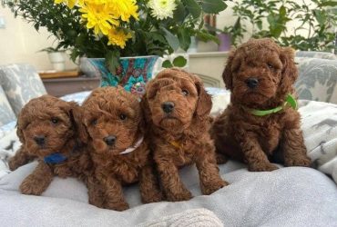 Adorabili cuccioli di barboncino toy pronti per l'adozione.