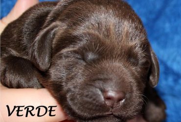 Cuccioli cioccolato