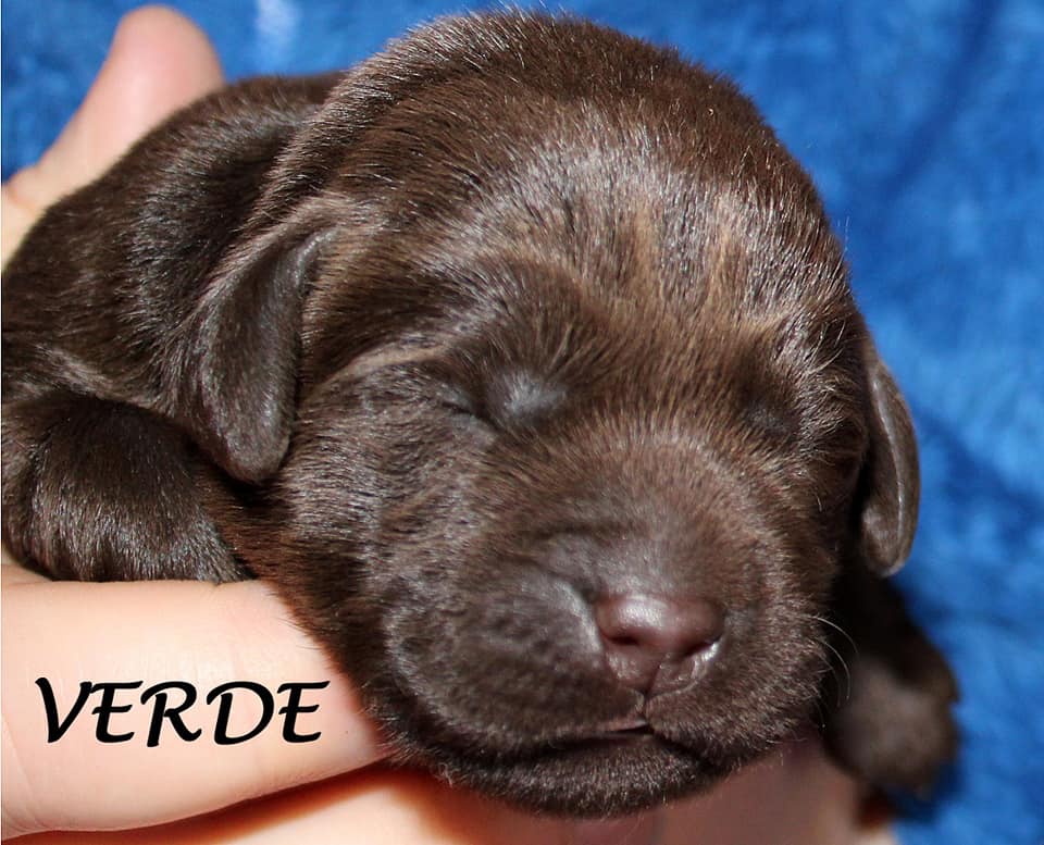 Cuccioli cioccolato