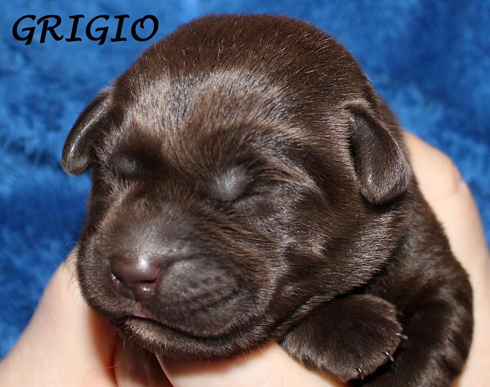 Cuccioli cioccolato