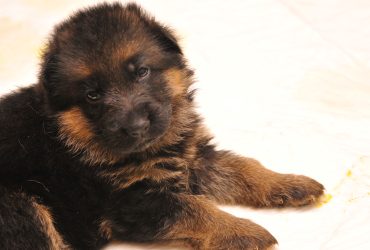 Cuccioli di pastore tedesco linea Remo vom Fichtenschlag