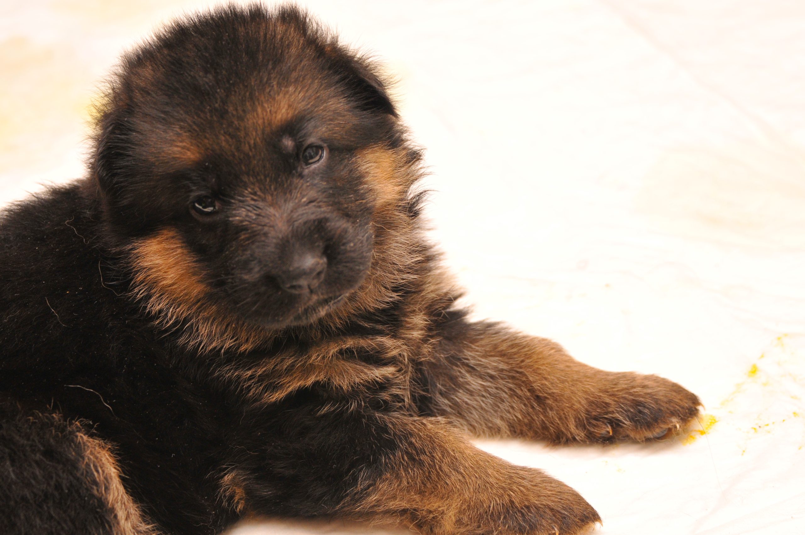 Cuccioli di pastore tedesco linea Remo vom Fichtenschlag