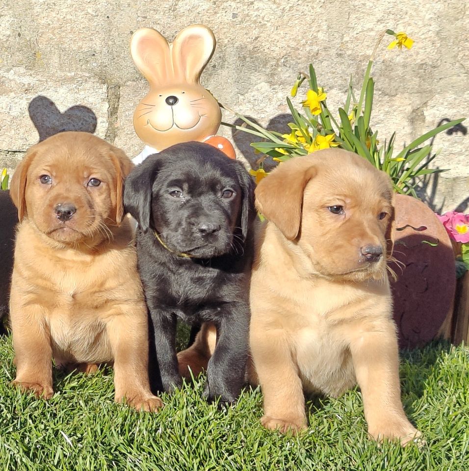 Cuccioli di Labrador disponibili in diversi colori
