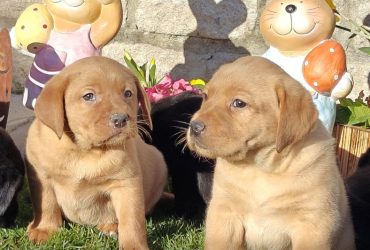 Cuccioli di Labrador disponibili in diversi colori