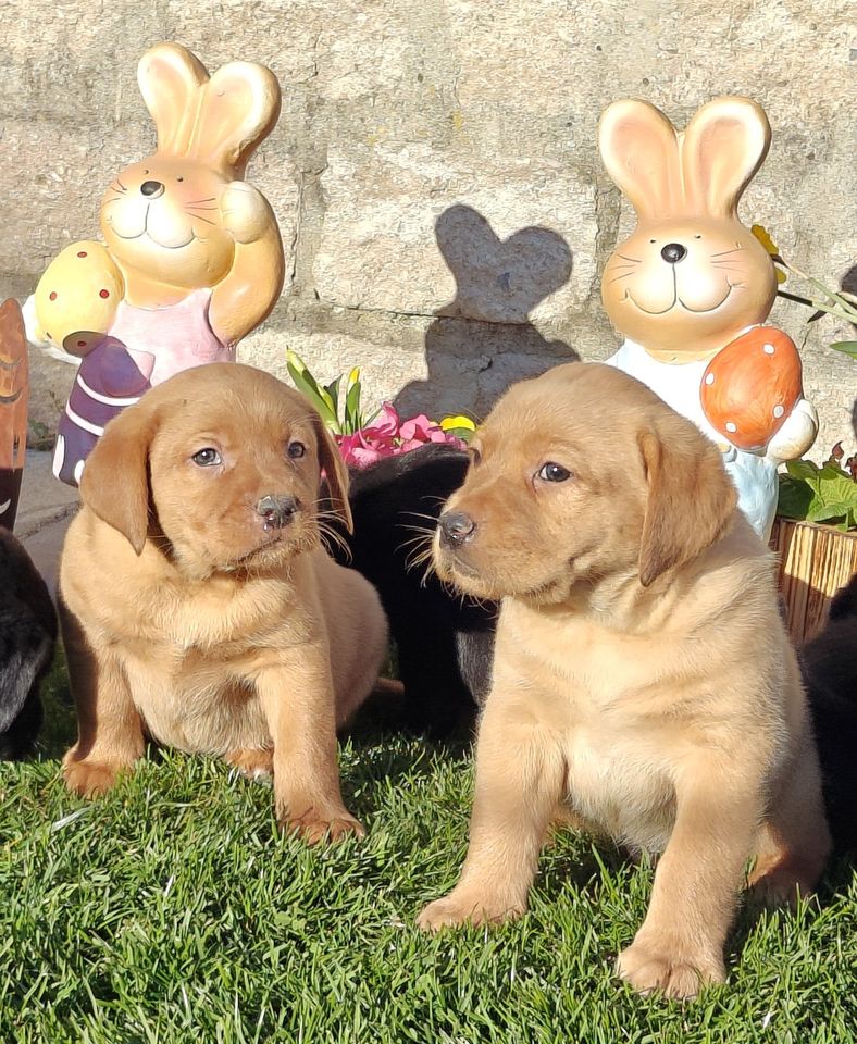Cuccioli di Labrador disponibili in diversi colori