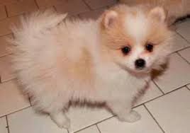 Cuccioli di Pomerania