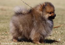 Cuccioli di Pomerania