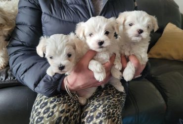 Cuccioli di maltese bianco puro ** PRONTI A PARTIRE **