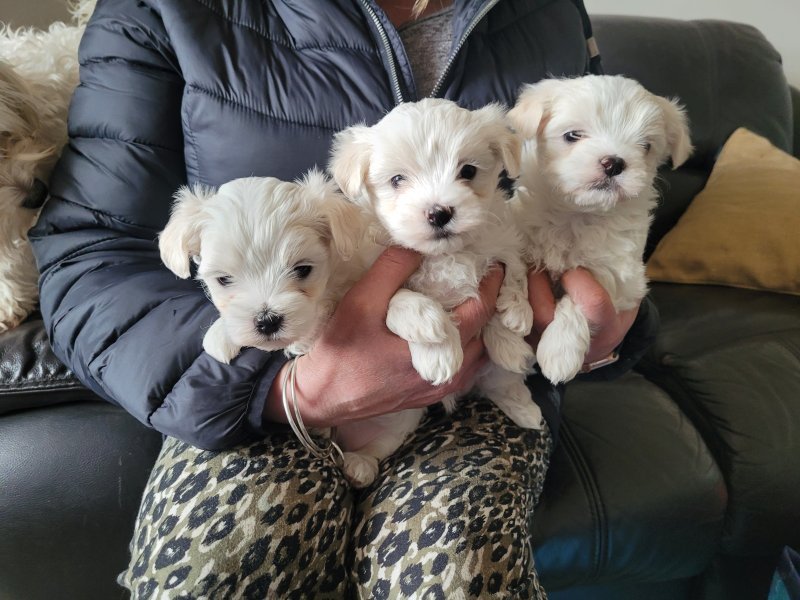 Cuccioli di maltese bianco puro ** PRONTI A PARTIRE **