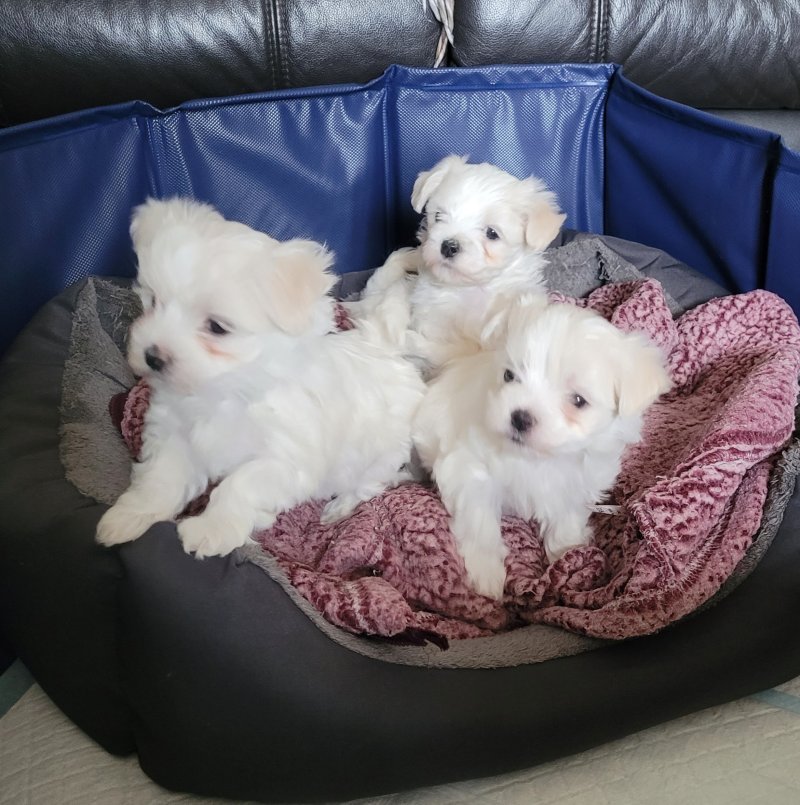 Cuccioli di maltese bianco puro ** PRONTI A PARTIRE **