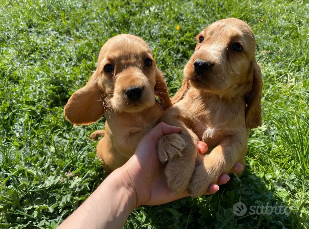 COCKER SPANIEL FULVI E NERI CUCCIOLI