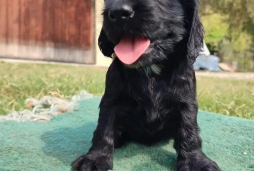 COCKER SPANIEL FULVI E NERI CUCCIOLI
