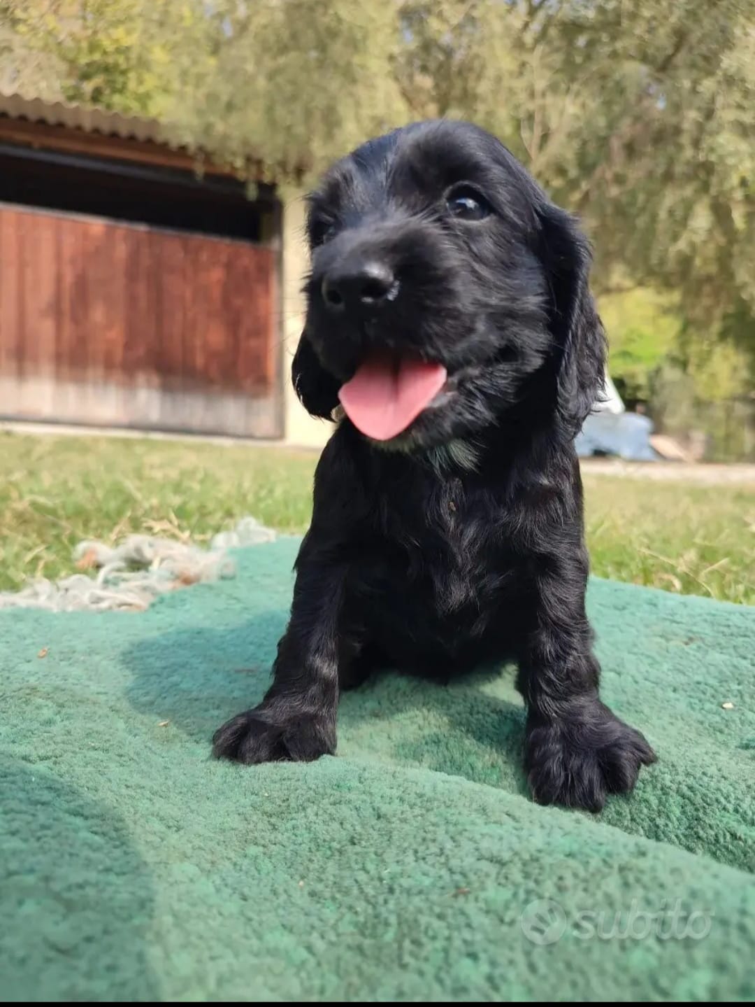COCKER SPANIEL FULVI E NERI CUCCIOLI