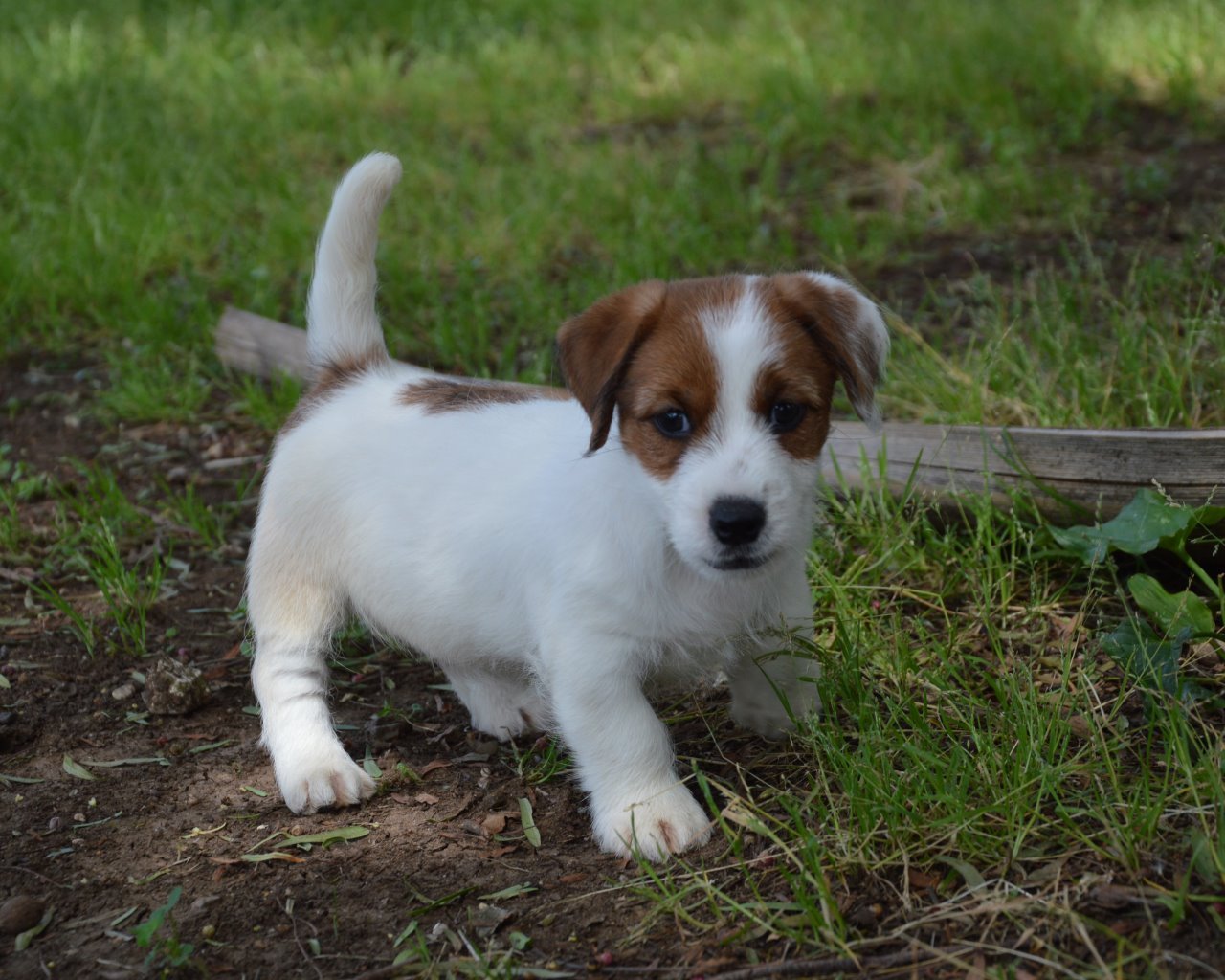 Jack Russell Terrier – Cuccioli Altamente Selezionati