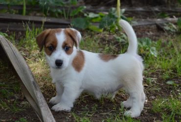 Jack Russell Terrier – Cuccioli Altamente Selezionati