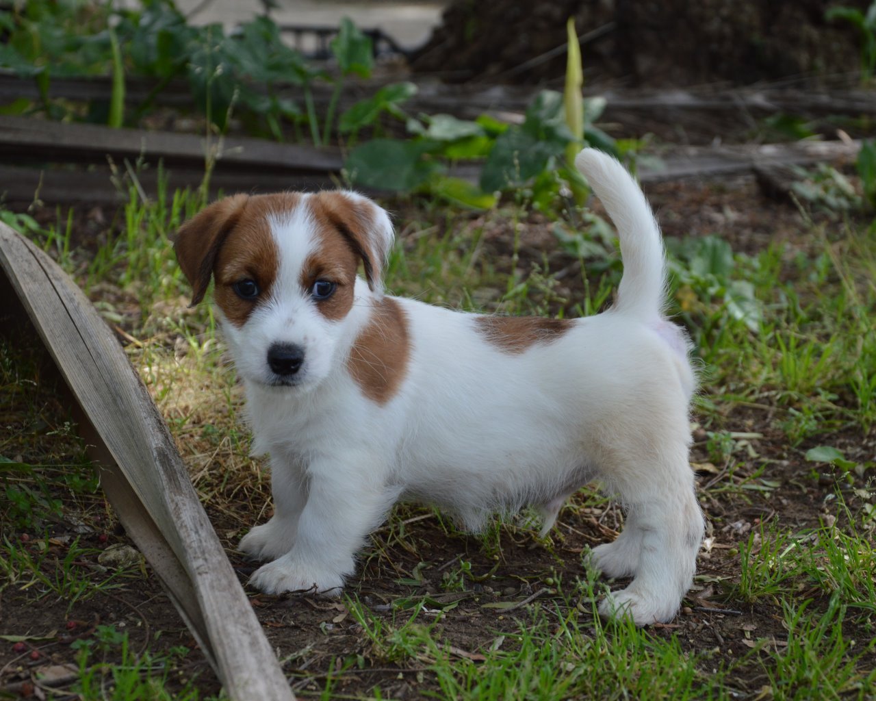 Jack Russell Terrier – Cuccioli Altamente Selezionati