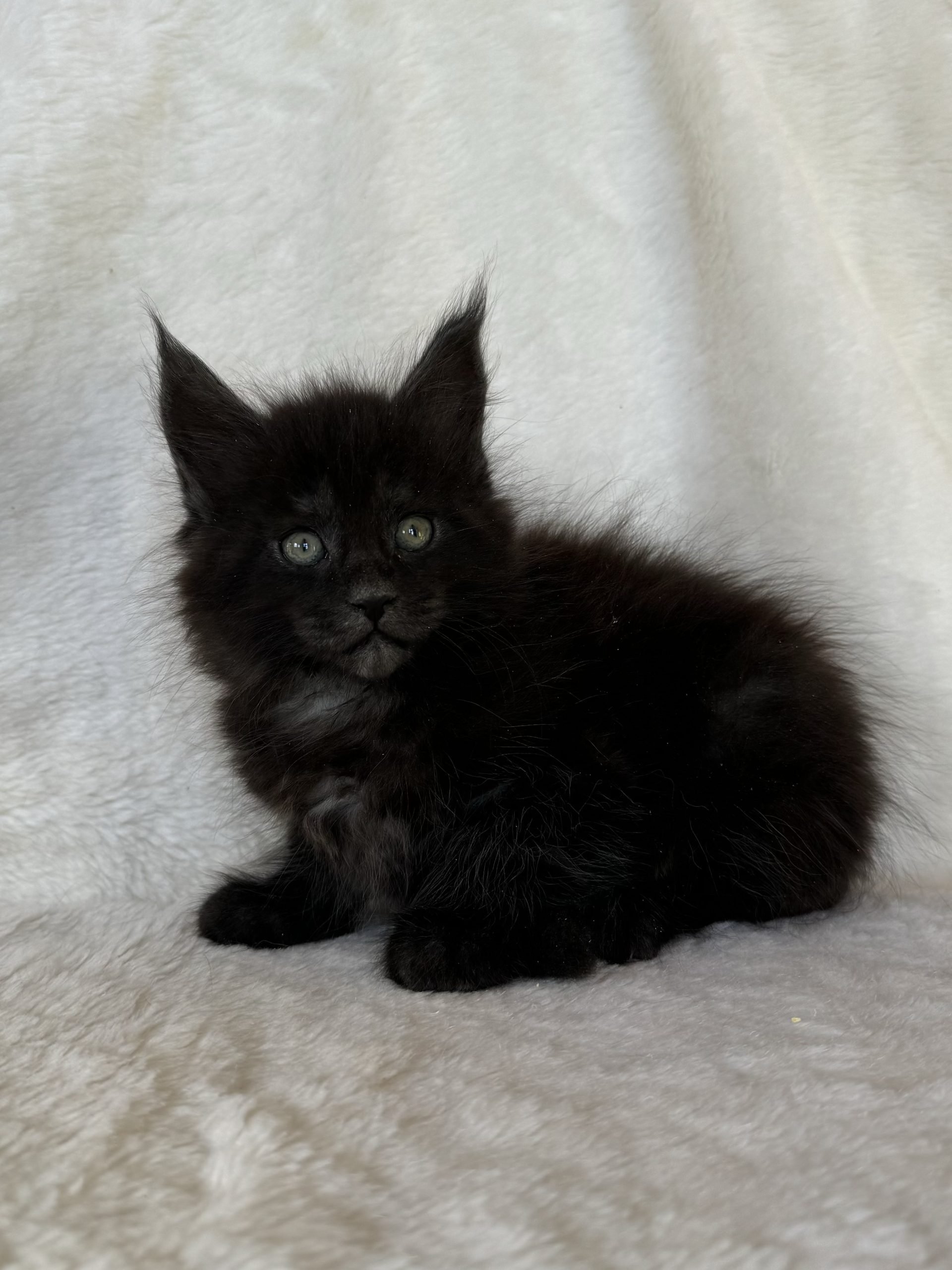 Gattini Maine coon