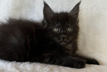 Gattini Maine coon