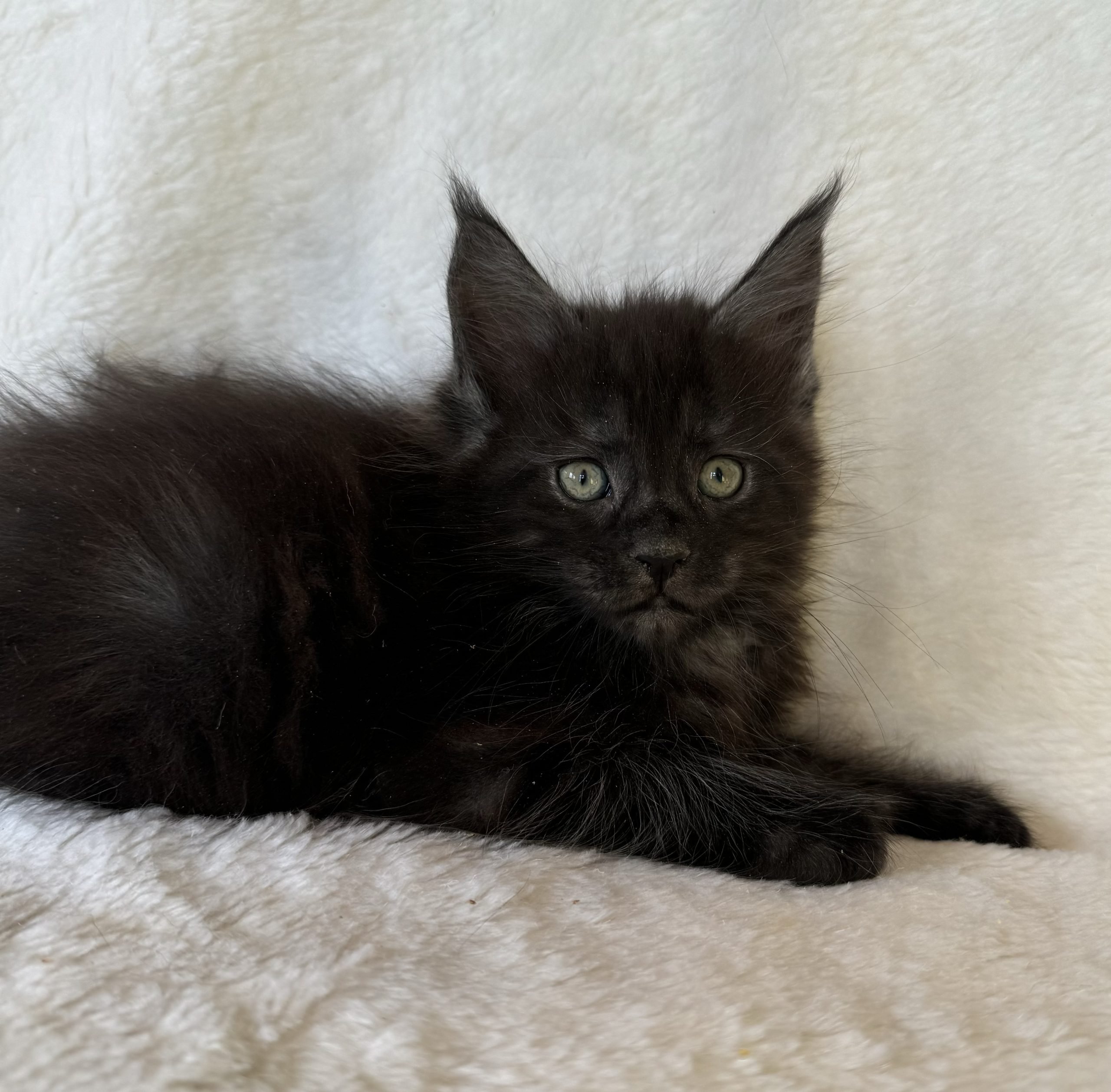 Gattini Maine coon