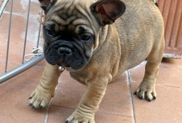 Cuccioli di bulldog francese