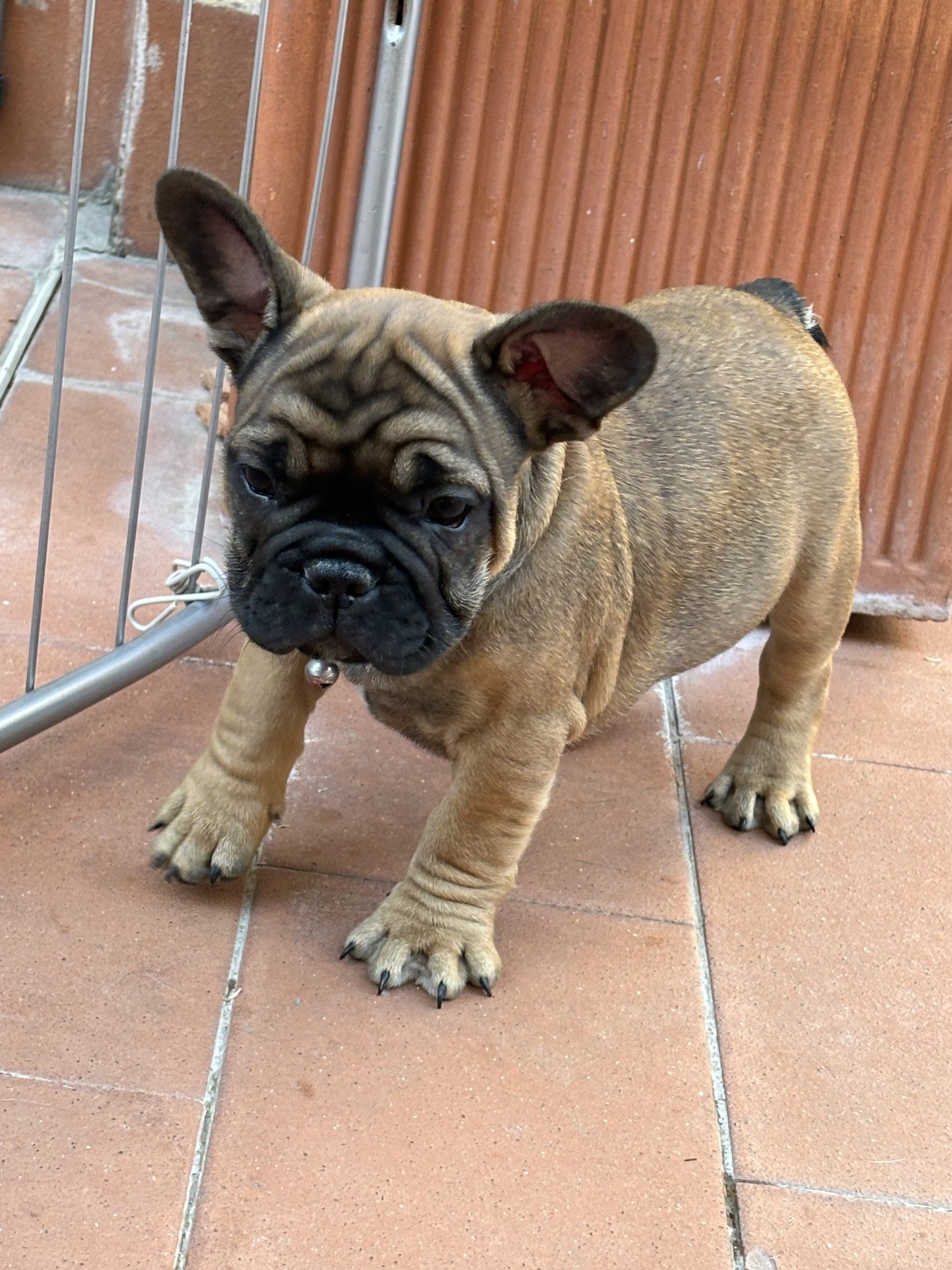 Cuccioli di bulldog francese