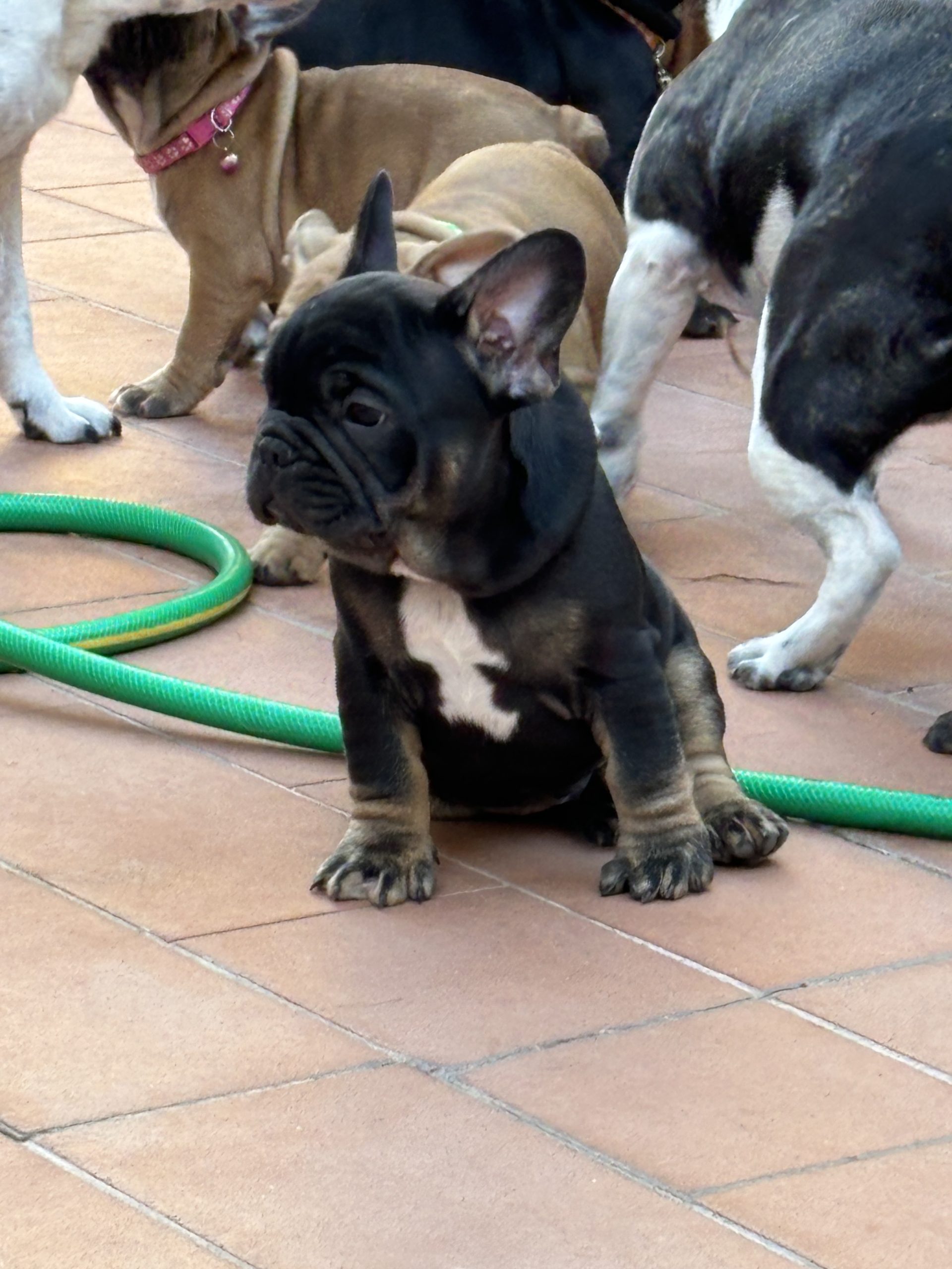 Cuccioli di bulldog francese