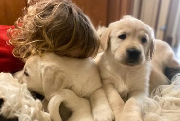 Cuccioli di Golden Retriever