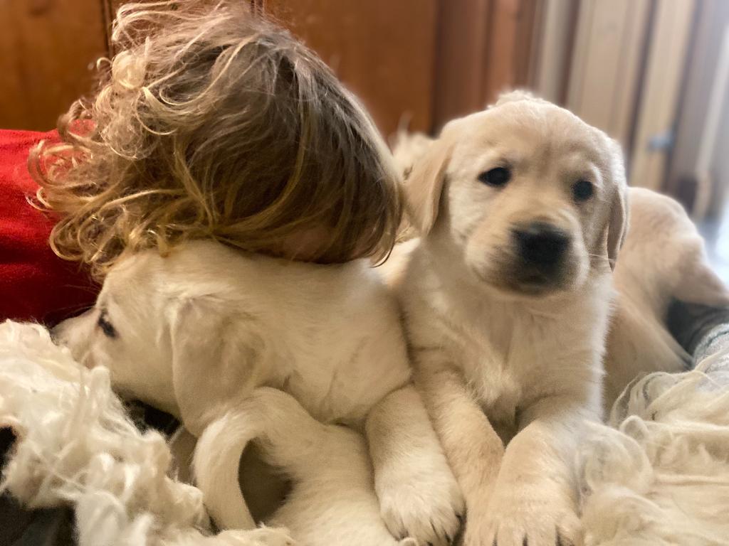 Cuccioli di Golden Retriever