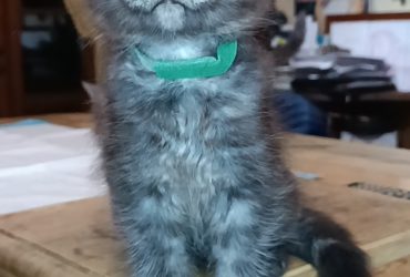 maine coon cuccioli