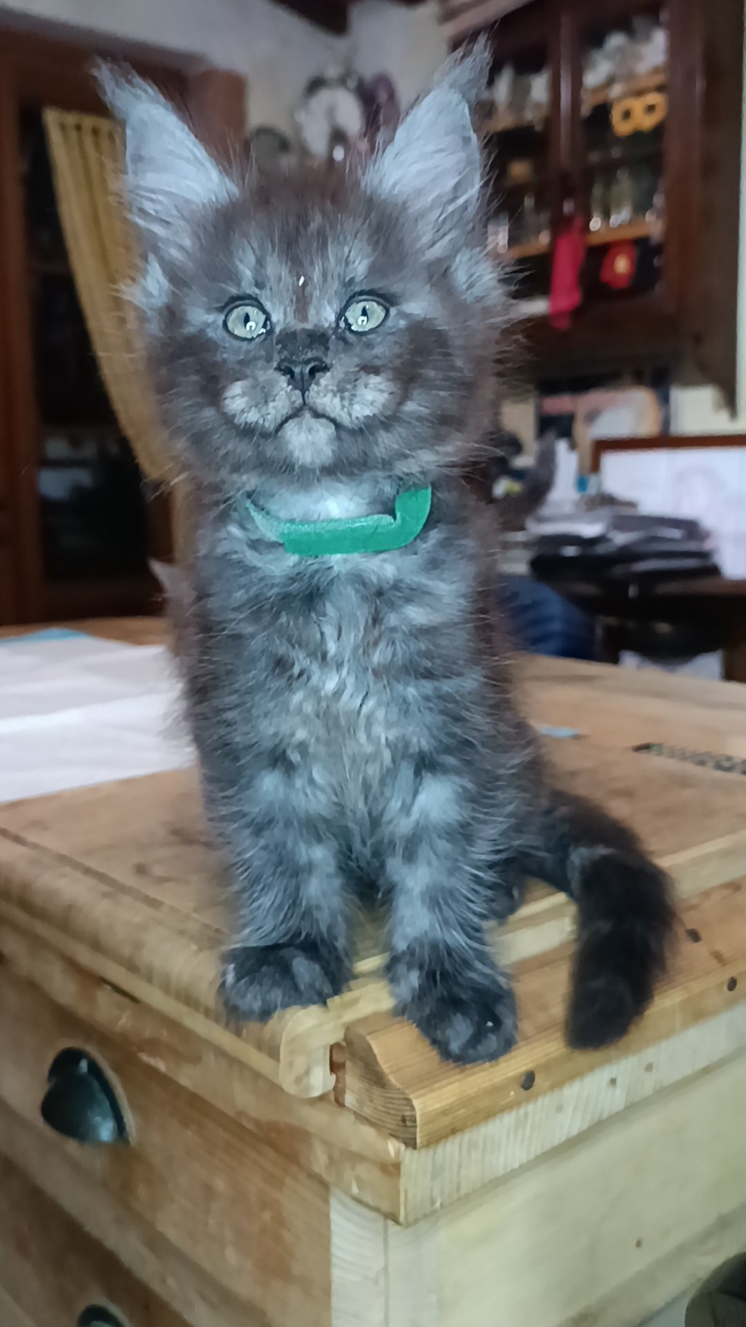 maine coon cuccioli