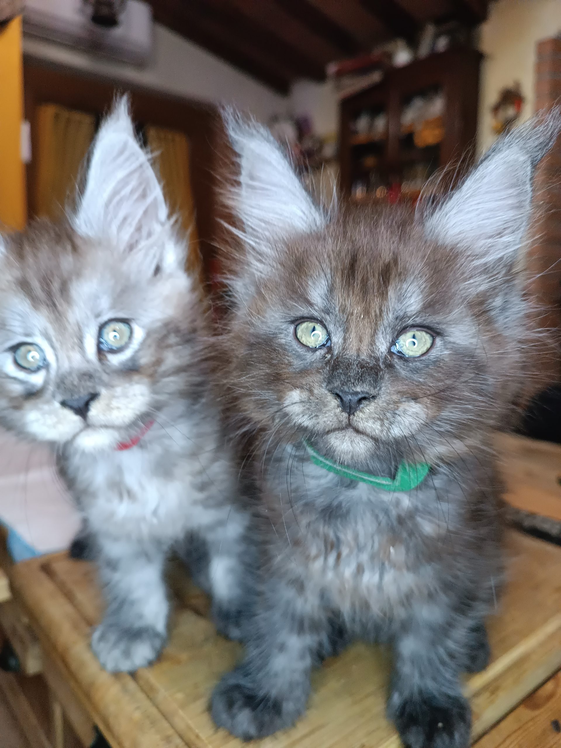 maine coon cuccioli