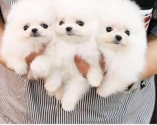 Cuccioli di Pomerania di razza pura