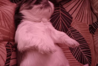 Cuccioli di shitzhu