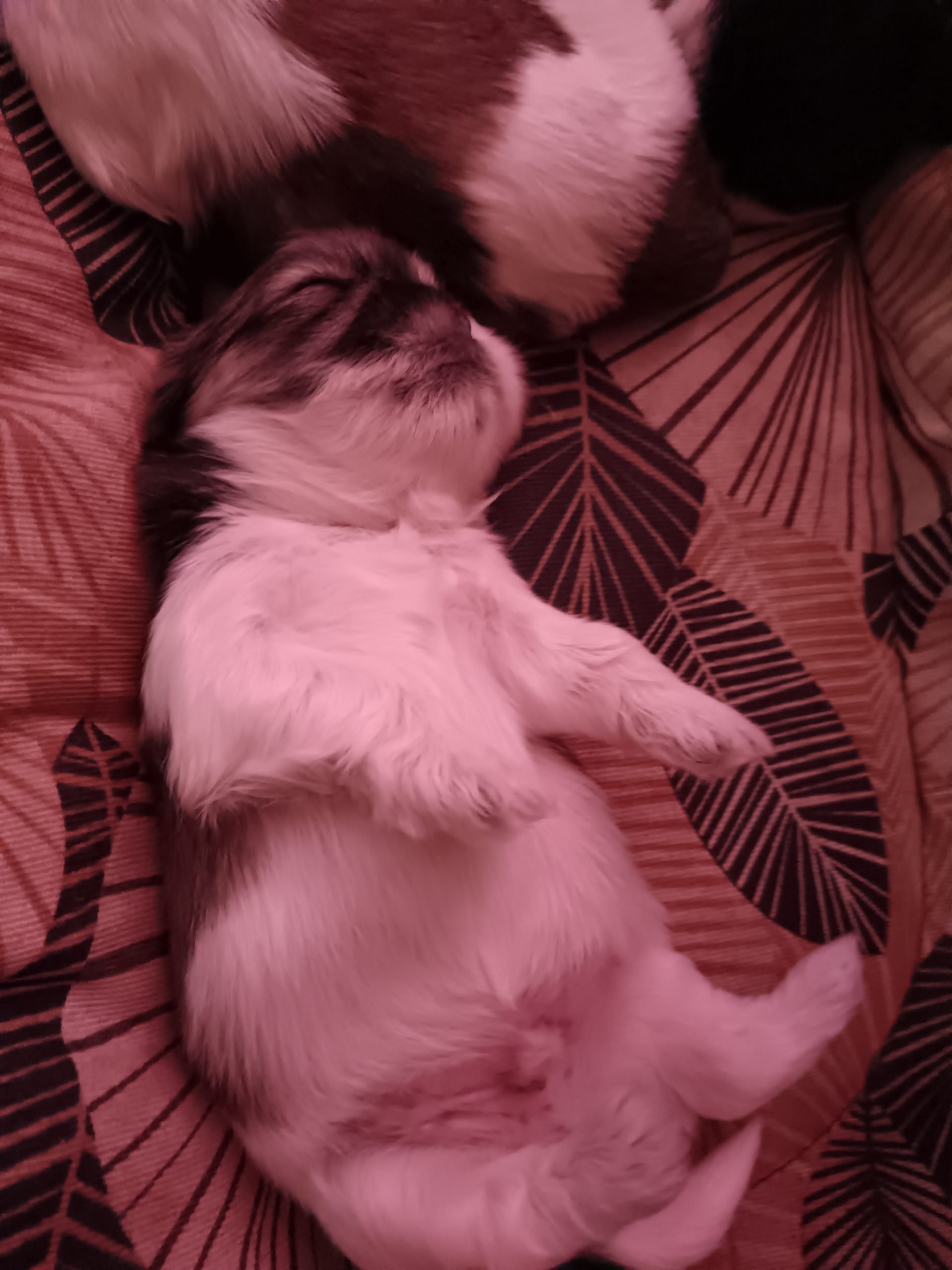 Cuccioli di shitzhu