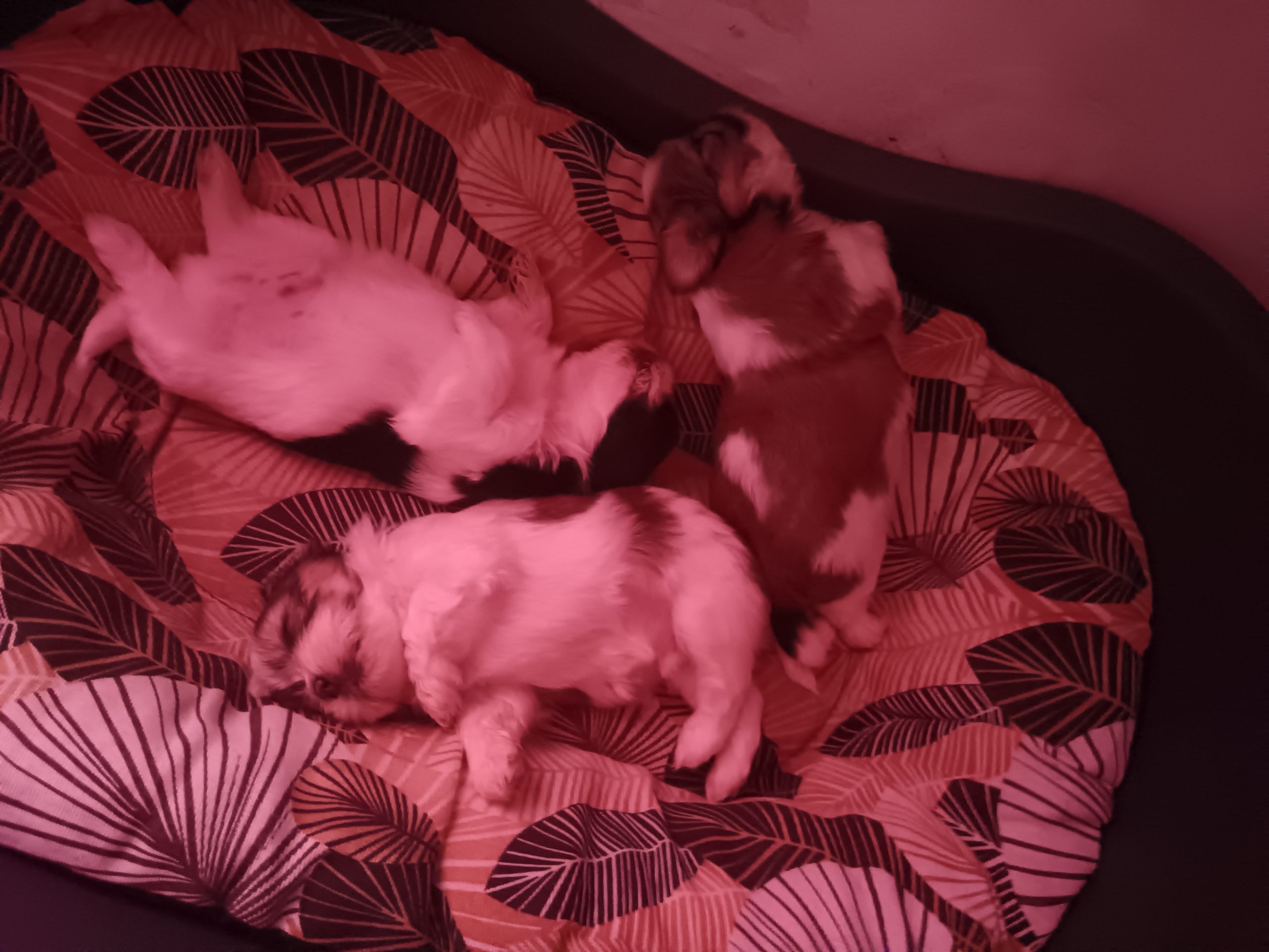 Cuccioli di shitzhu