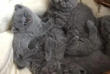 British Shorthair Kittens For Sale