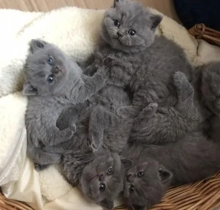 British Shorthair Kittens For Sale