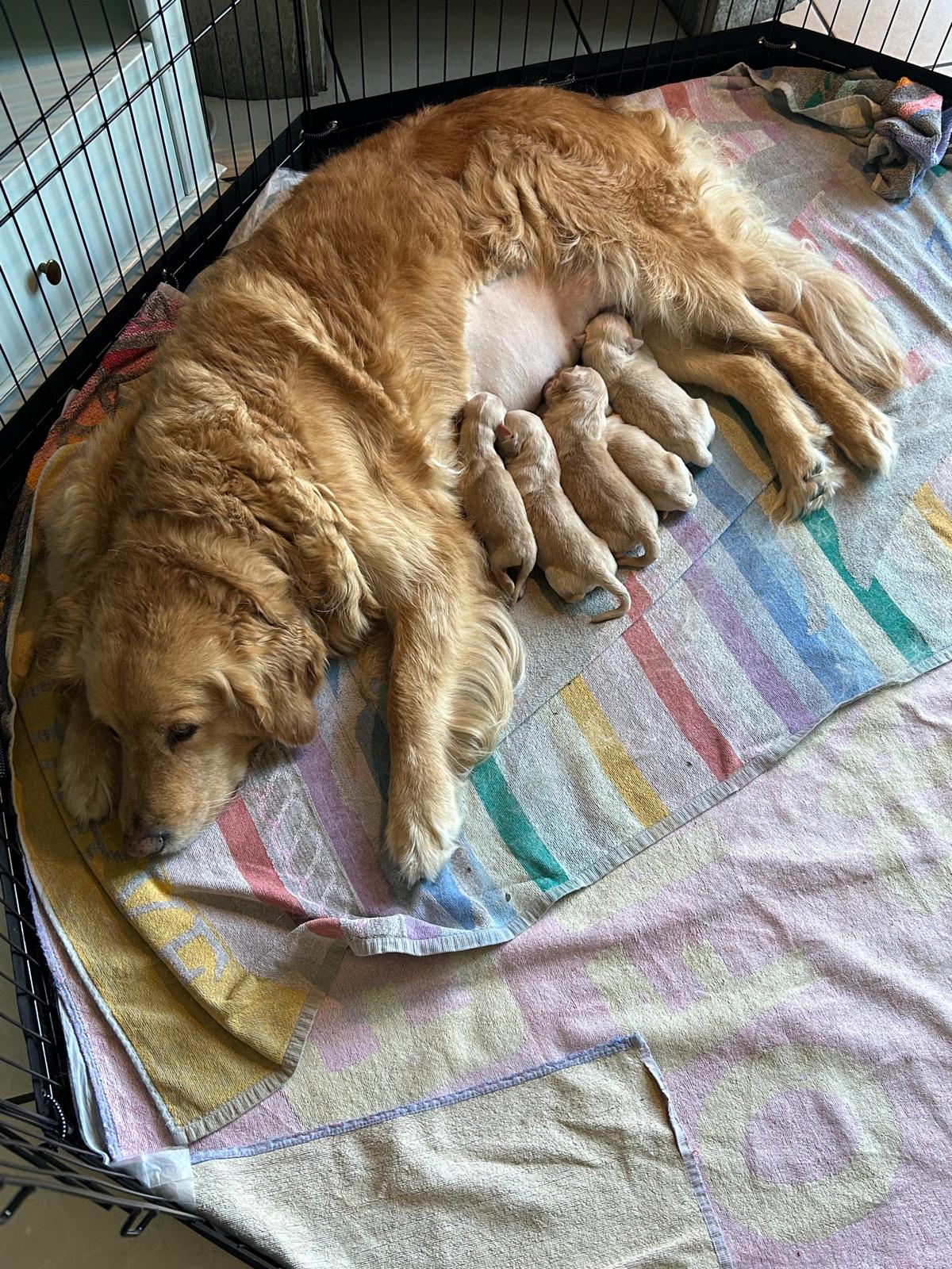 CUCCIOLATA GOLDEN RETRIEVER