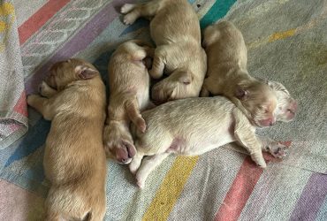 CUCCIOLATA GOLDEN RETRIEVER
