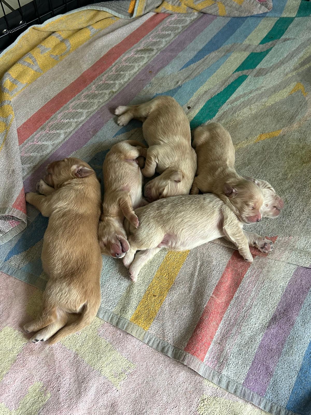 CUCCIOLATA GOLDEN RETRIEVER