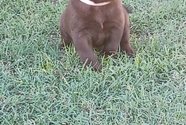 labrador cioccolato con pedigree