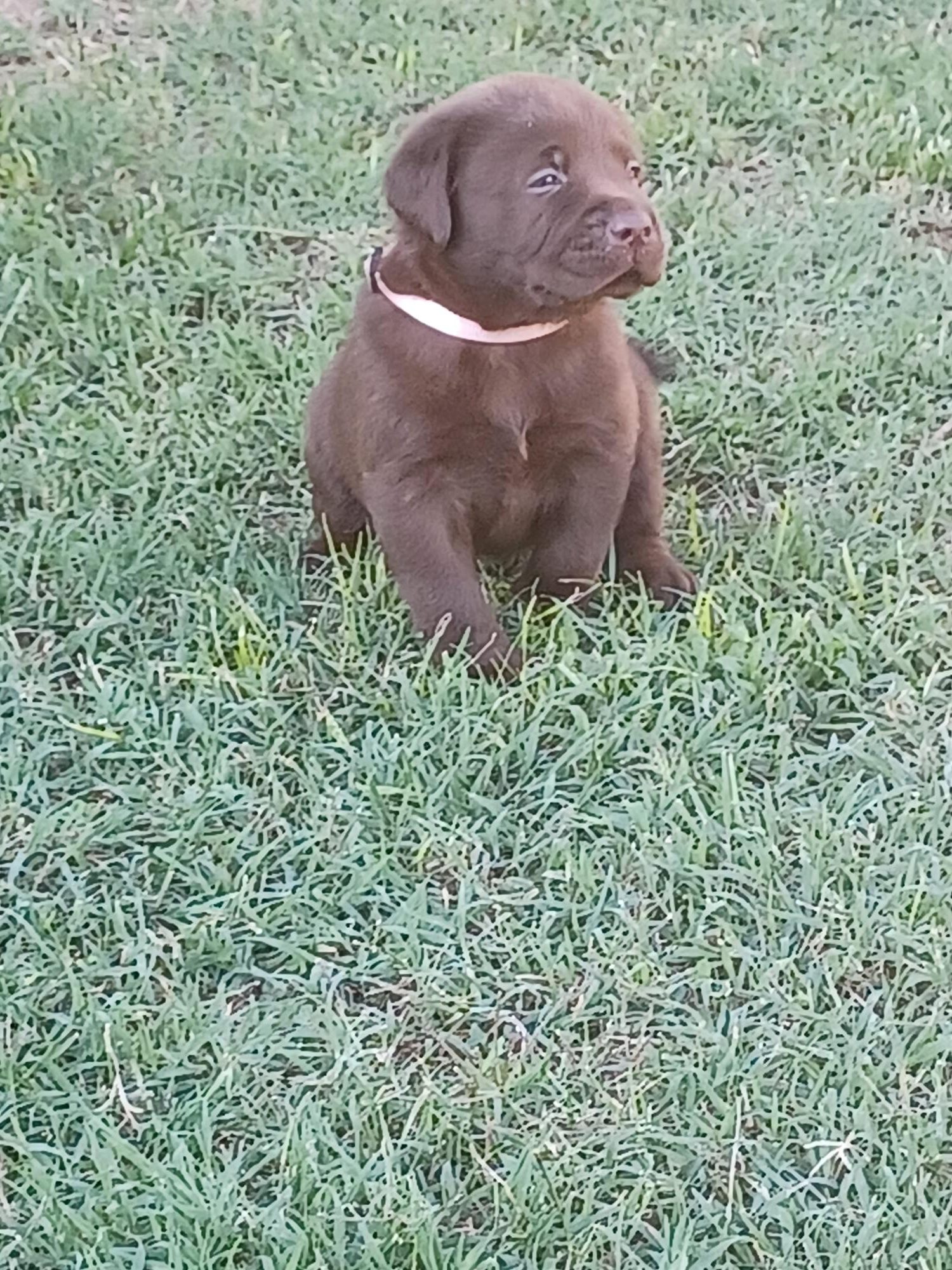 labrador cioccolato con pedigree
