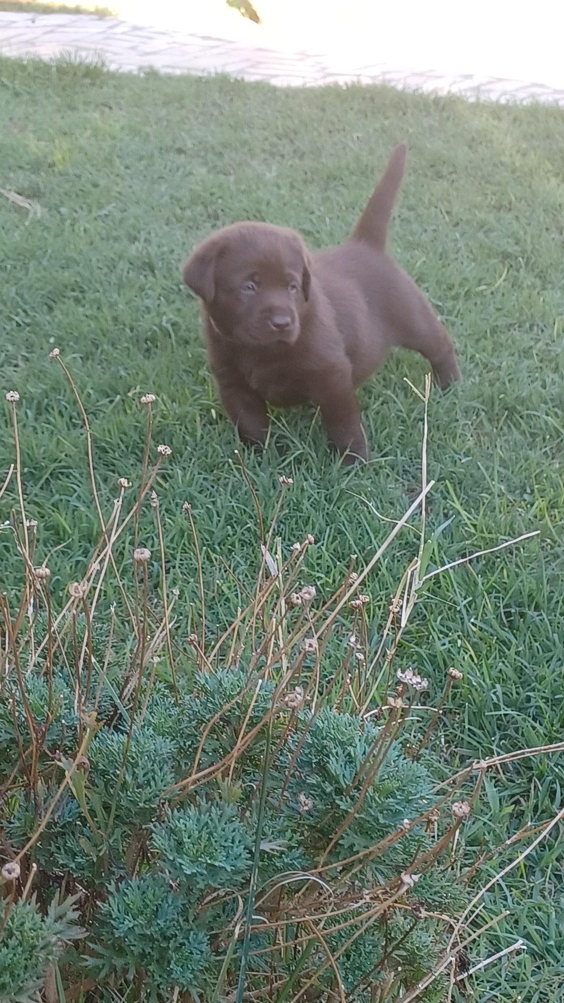 labrador cioccolato con pedigree